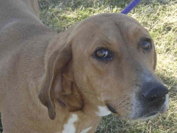 Pet adoptions